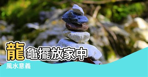 龍龜要放一對嗎|龍龜怎麼養？風水專家教你龍龜禁忌與招財祕訣 